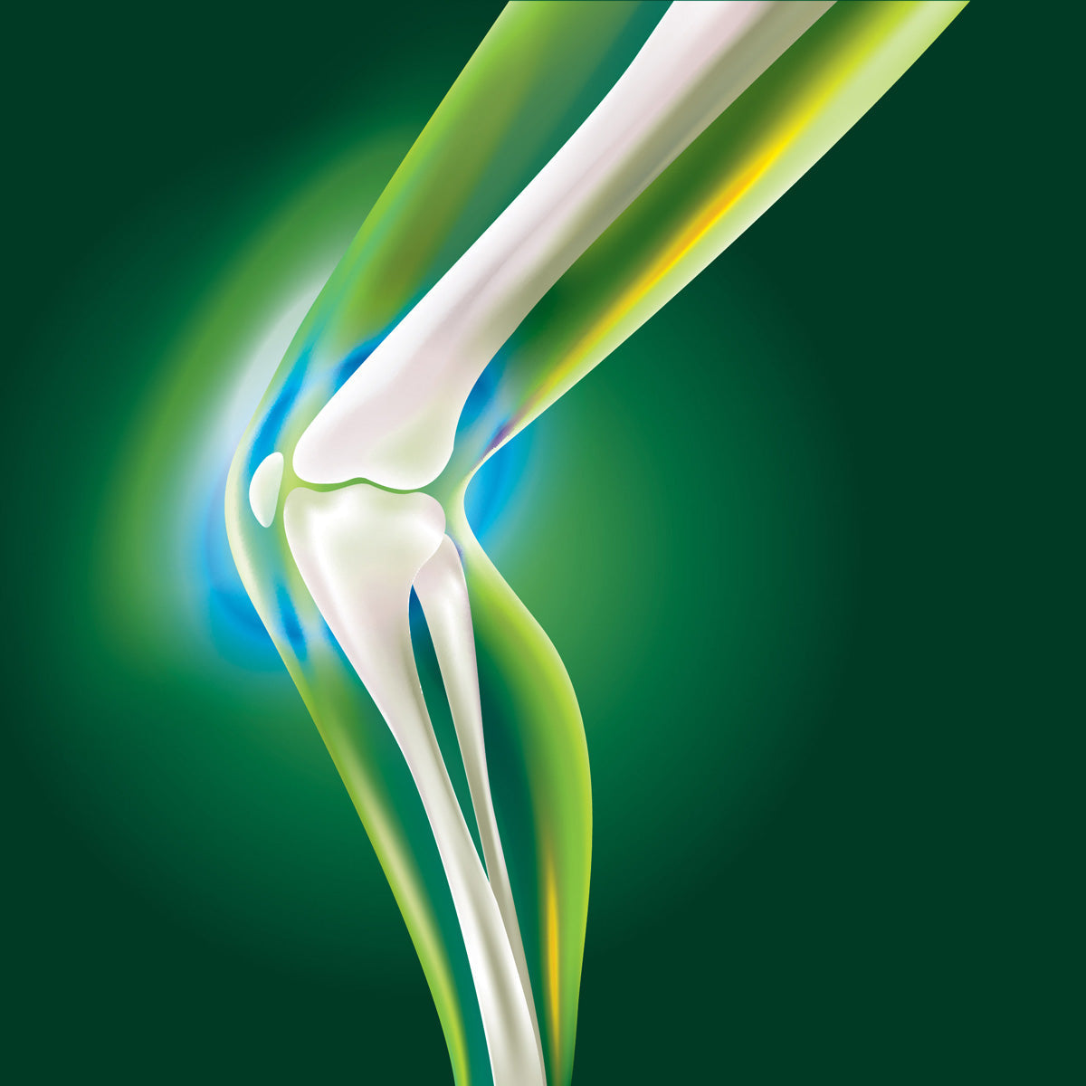 Linea Osteoarticolare